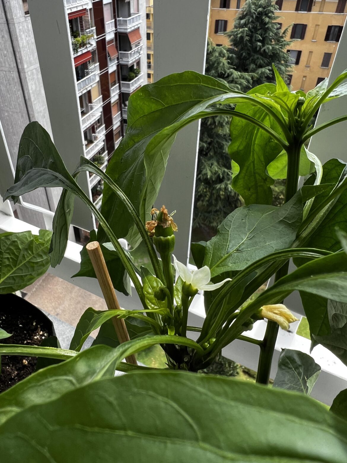 My first ever pepper!!!