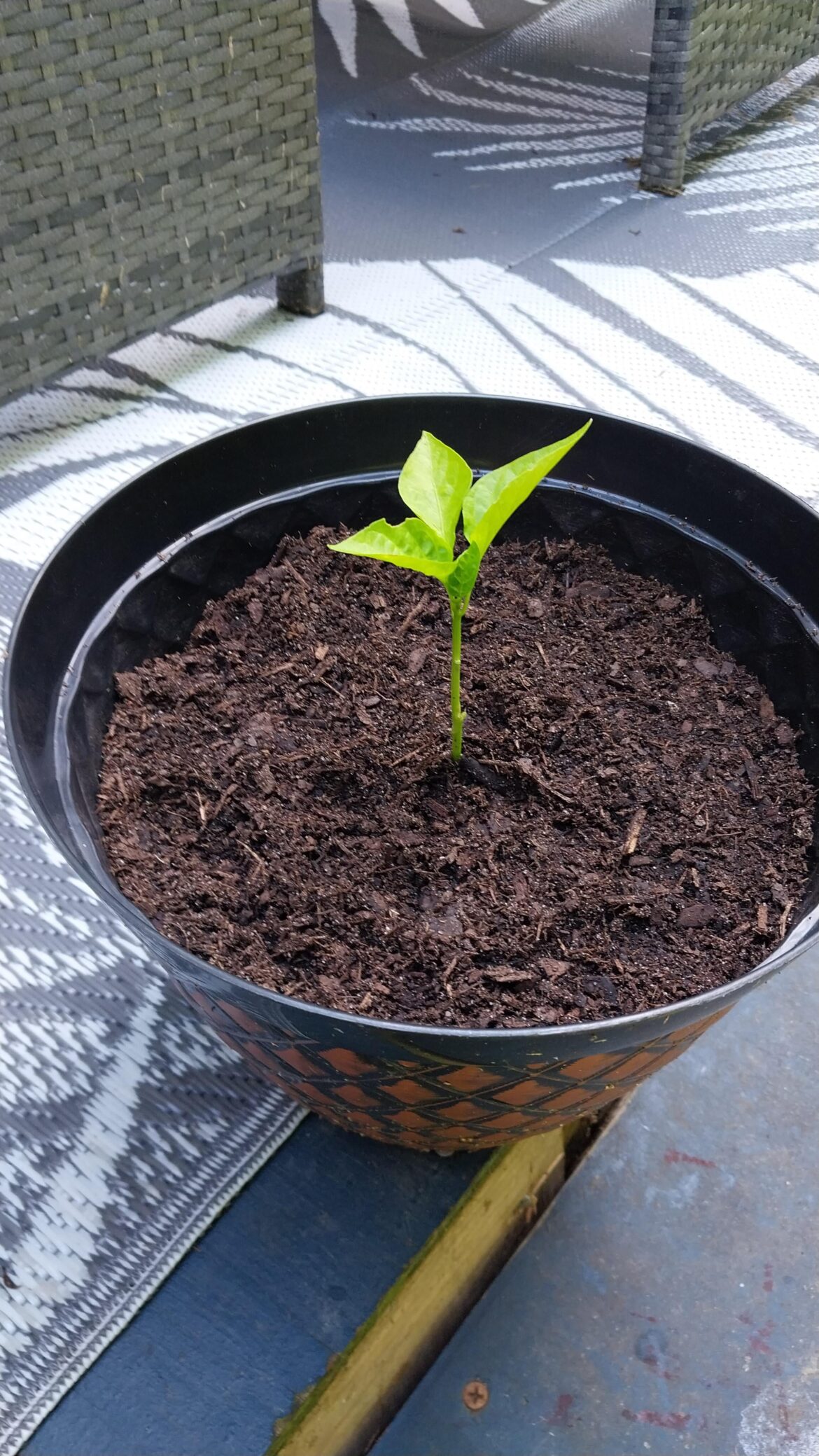 I am surprised this lil guy is still alive. I am surprised this lil guy is still alive.