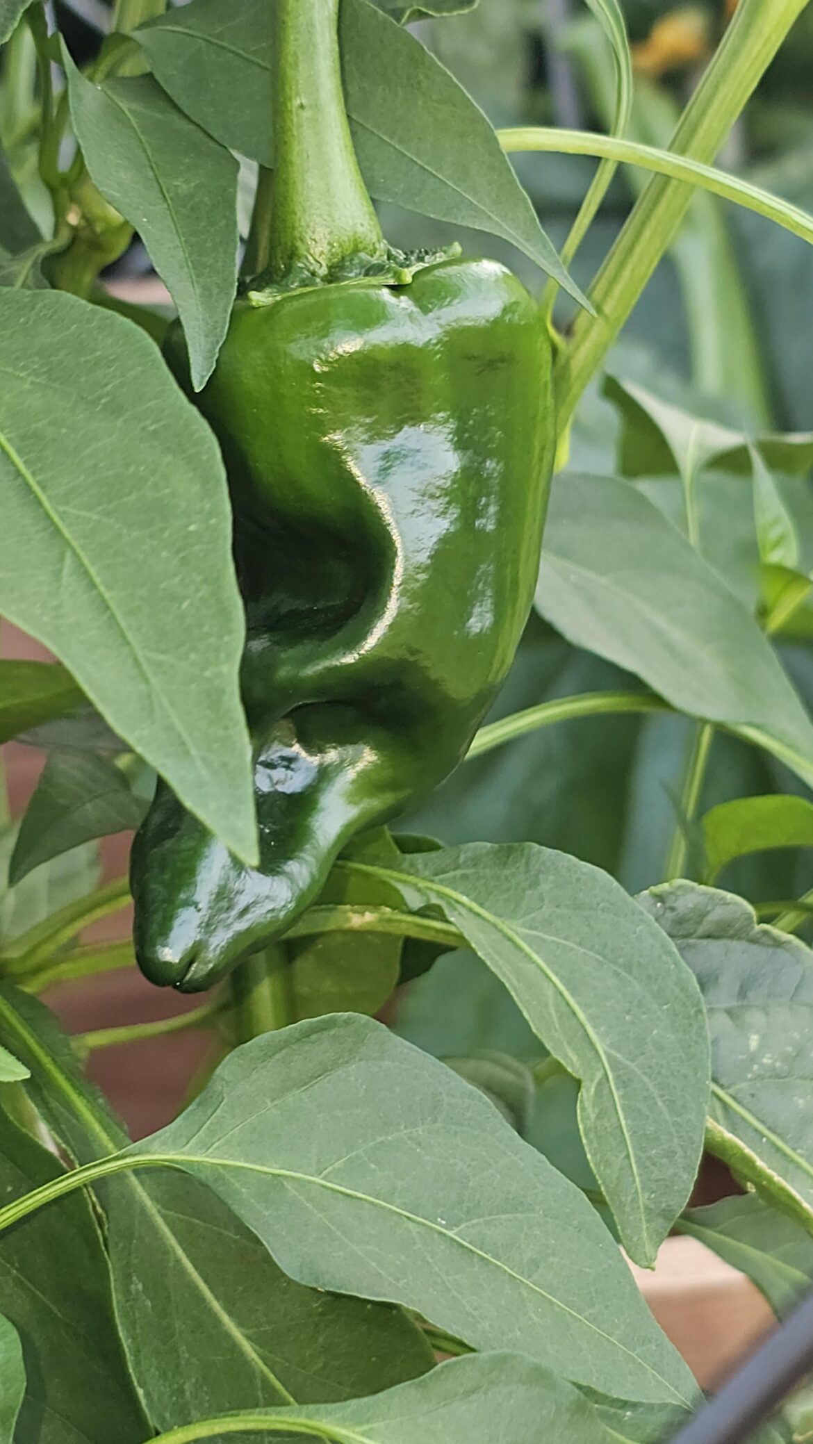 Because poblanos don't get enough love.