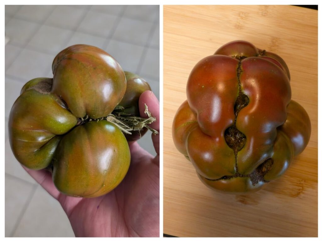 My first tomato of the season. A Black Krim from a megabloom