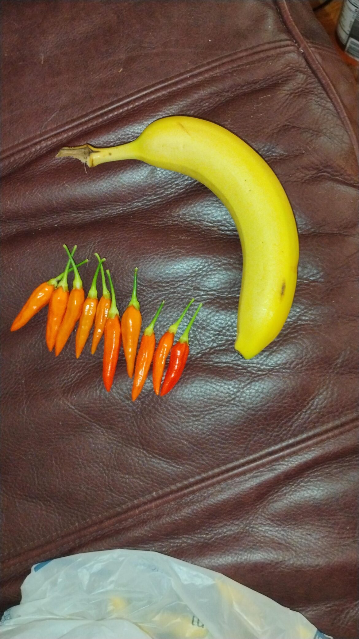 Does anyone else like to collect seeds or peppers when travelling?