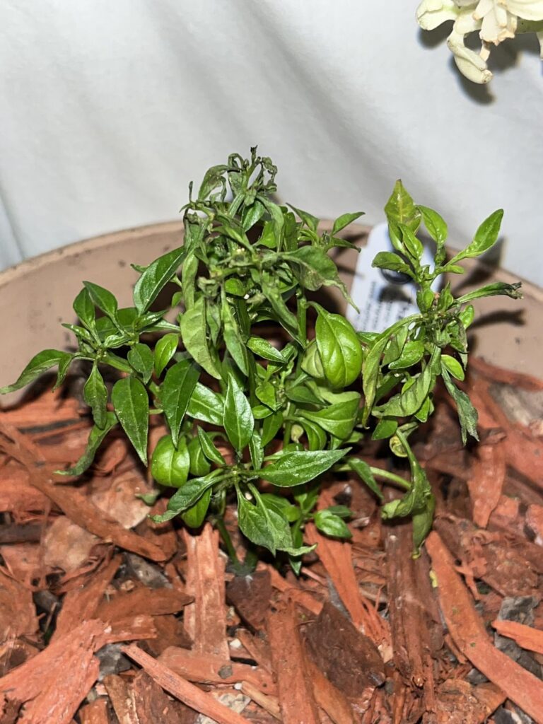 Thai Hot leaves are curling under and falling off. Tips shriveling.