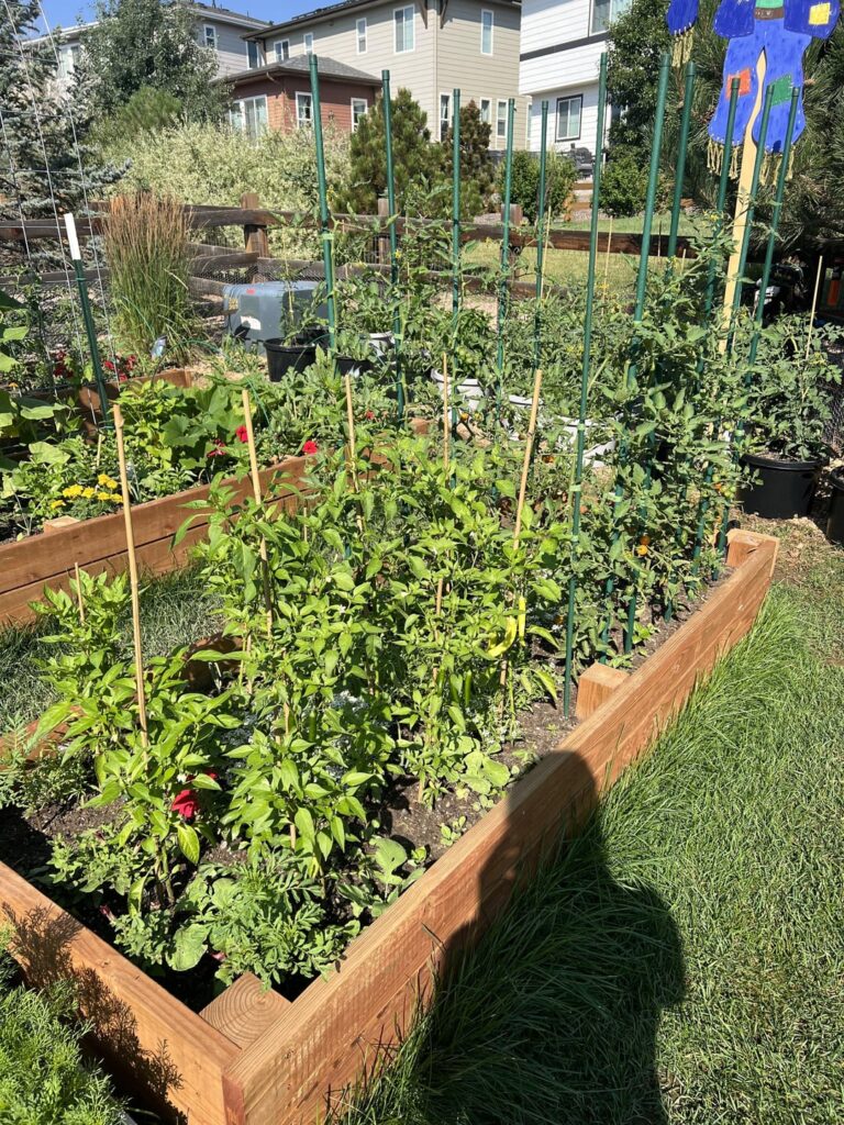 First time Growing anything went a little wild