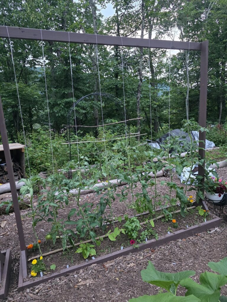 It's so green!! I have a secret ingredient under my tomato plants and some pepper plants...