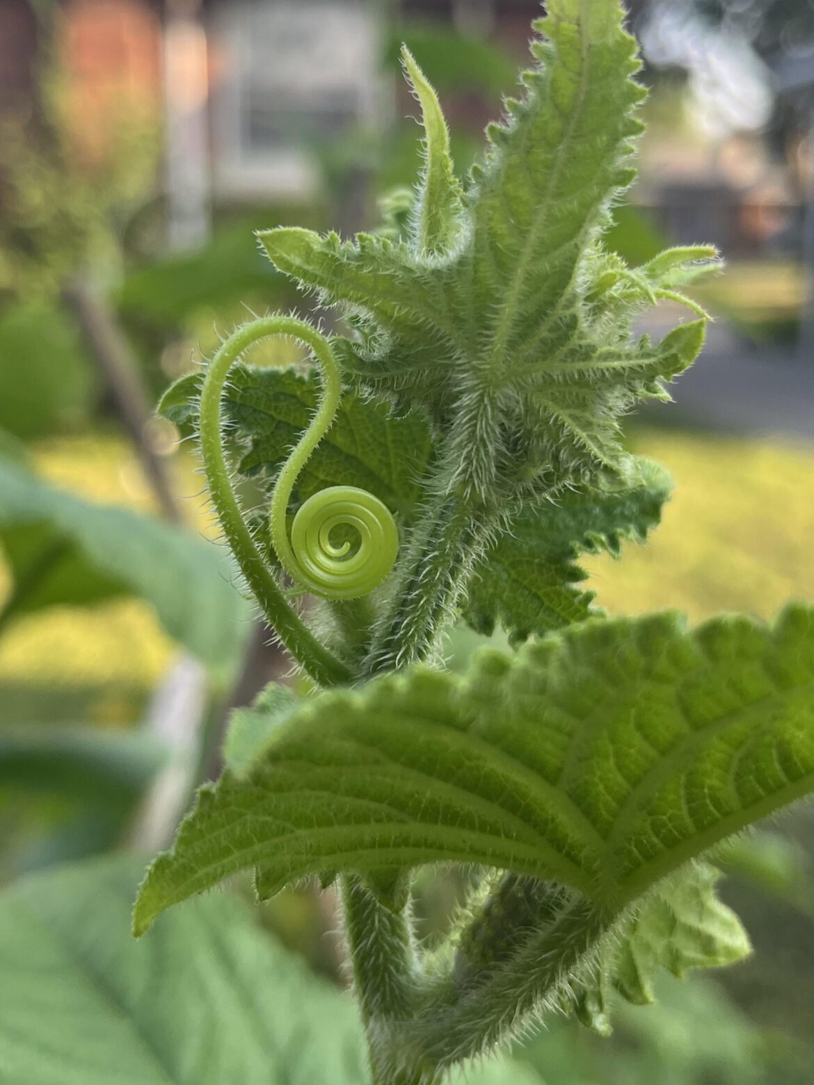 Nature is beautiful! Gardening is my happy place for so many reasons :)