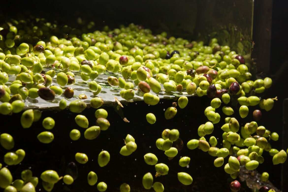 European Project Targets Bioproducts From Olive Waste