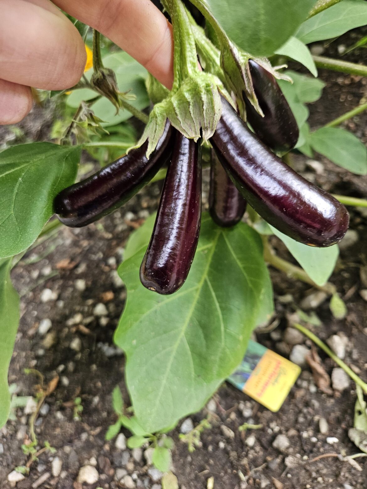 Just a quick update on my fasciated triple eggplants