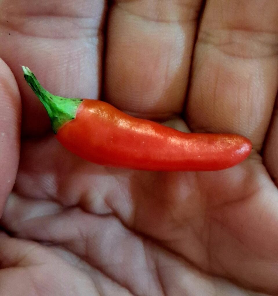 I grew these thinking they're Tabasco. They're insanely hot. Are they Tabasco?