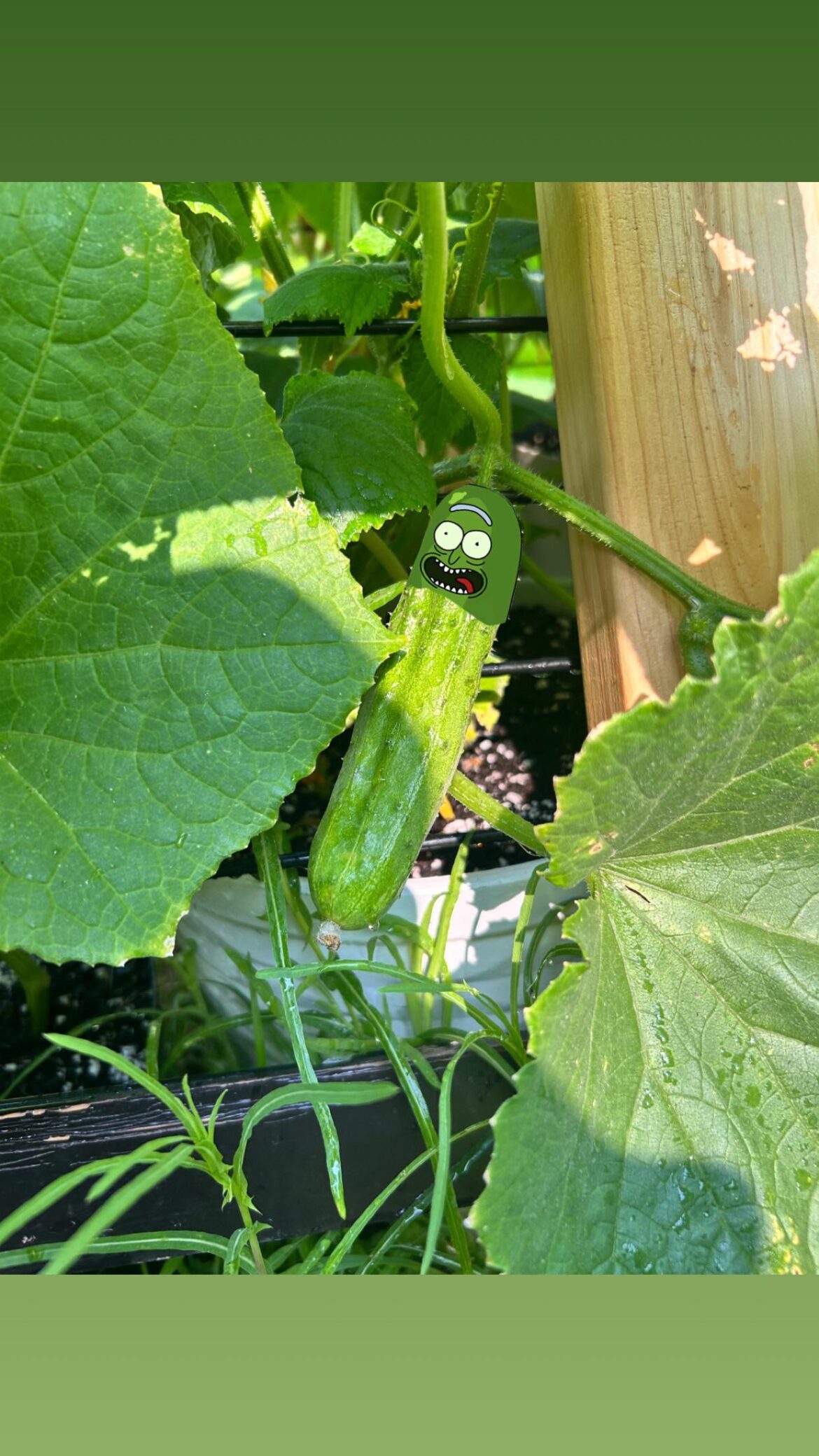 Growing my first vegetables