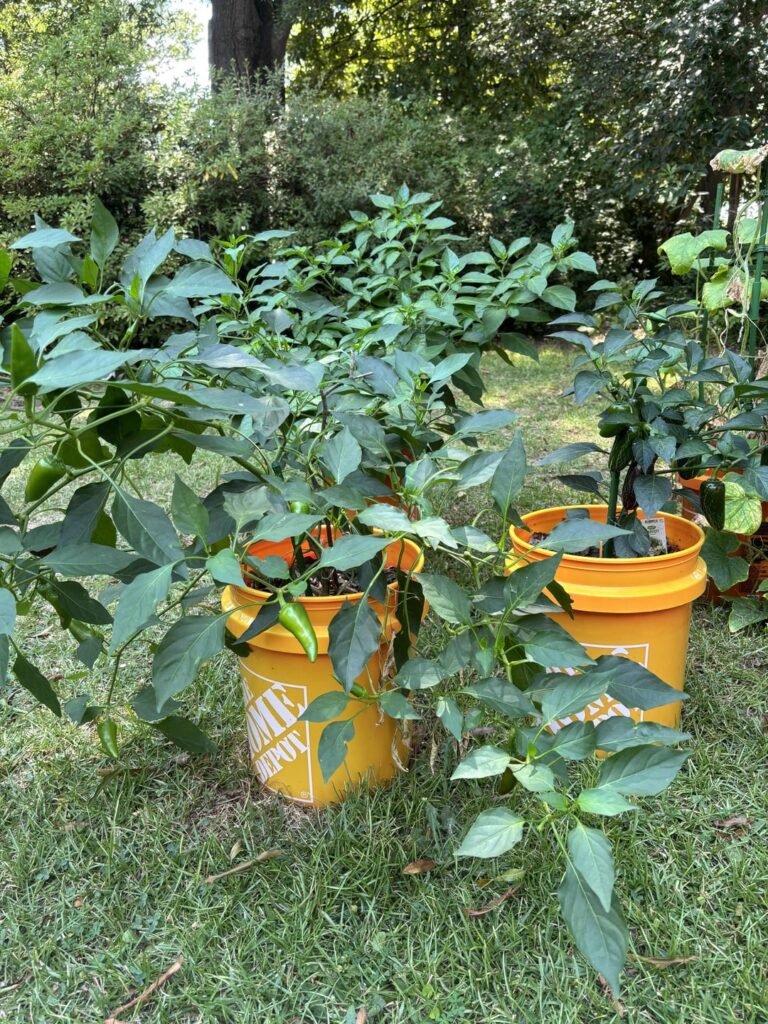 Quick roasted salsa with some fresh picked peppers