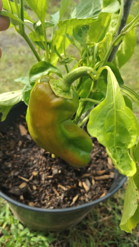 Why are these green bell peppers turning red? Are they Ready to be cut?