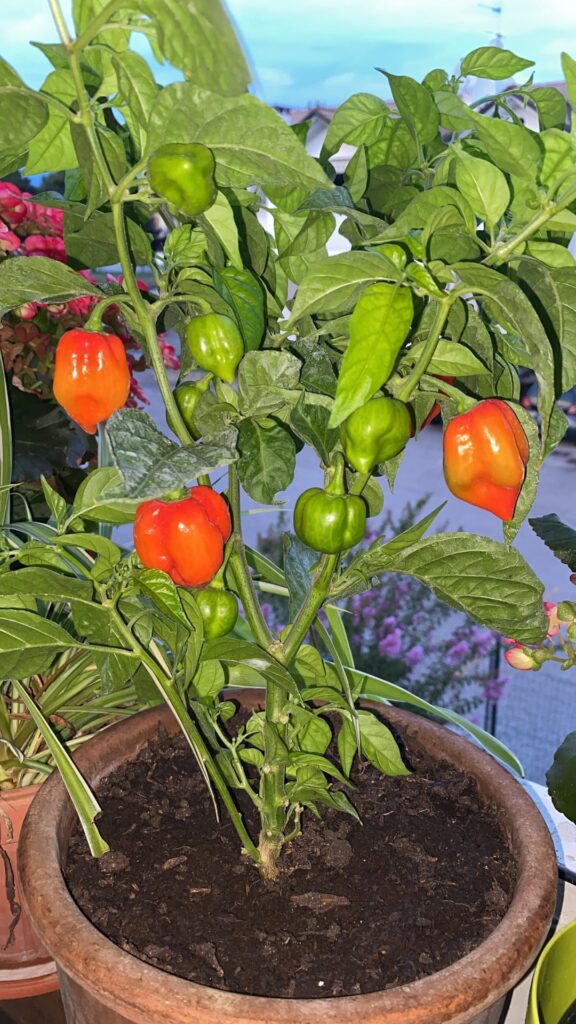 What kind of pepper is this?