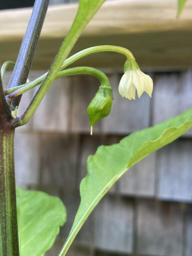 My first ever Reaper is finally starting to form