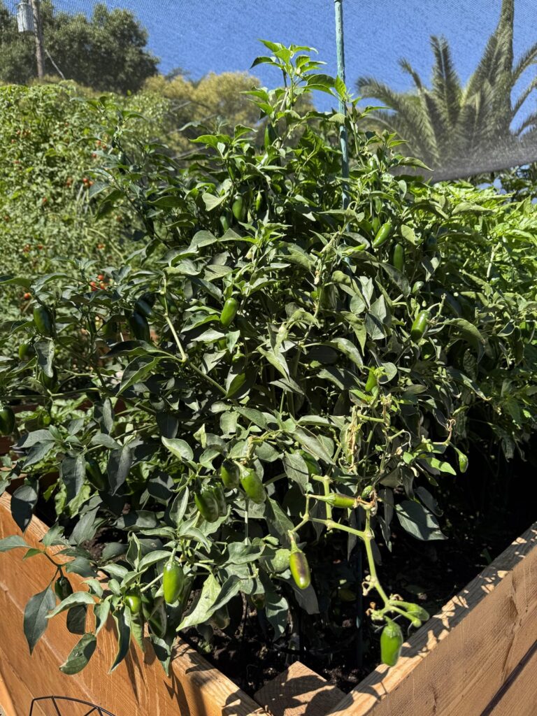 Whoever said if you buy a pepper plant from a nursery with multiple stalks to cut off all but one was full of doo doo. Just picked my 300th beautiful jalapeño from this (now 5’) “Home Depot special” that had 3 stalks and I tried leaving this one alone. 😊🔥 Whoever said if you buy a pepper plant from a nursery with multiple stalks to cut off all but one was full of doo doo. Just picked my 300th beautiful jalapeño from this (now 5’) “Home Depot special” that had 3 stalks and I tried leaving this one alone. 😊🔥
