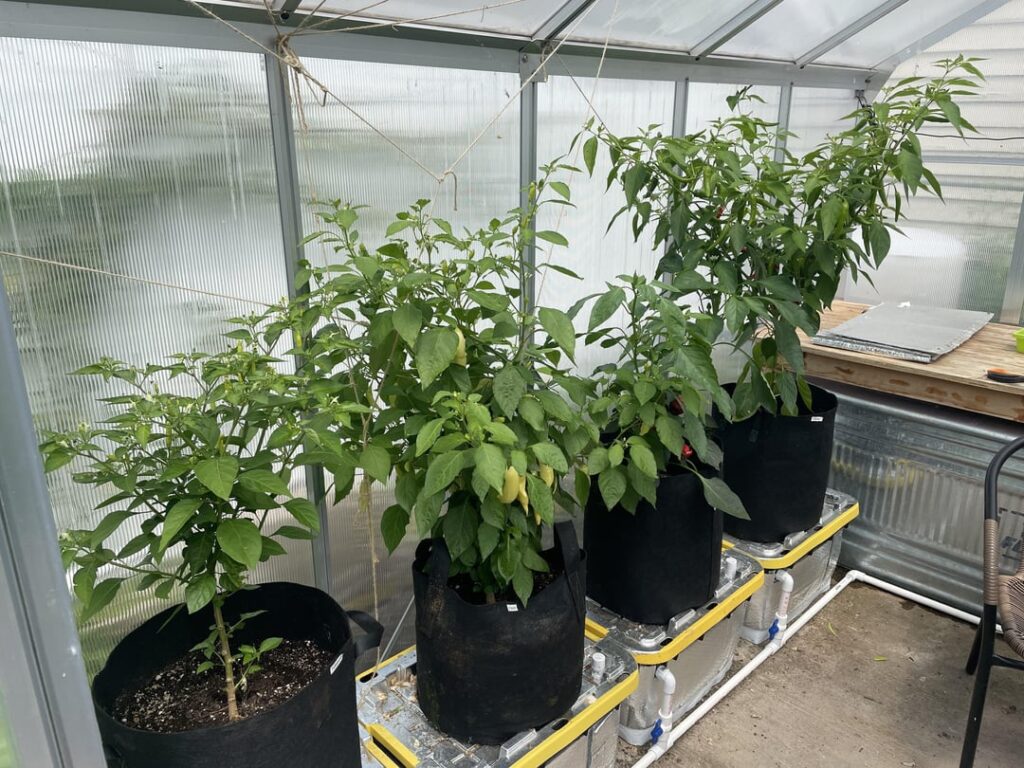 I made cheap self watering totes for my greenhouse pepper plants