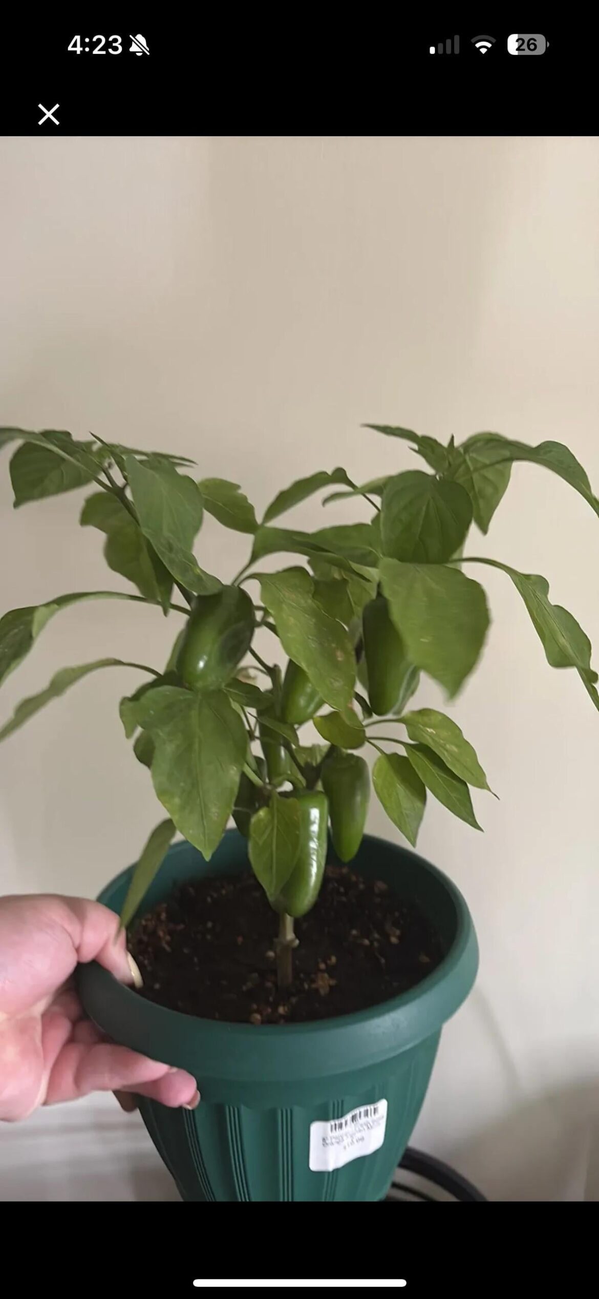 Help!!! PictureThis says my plant is sick!!