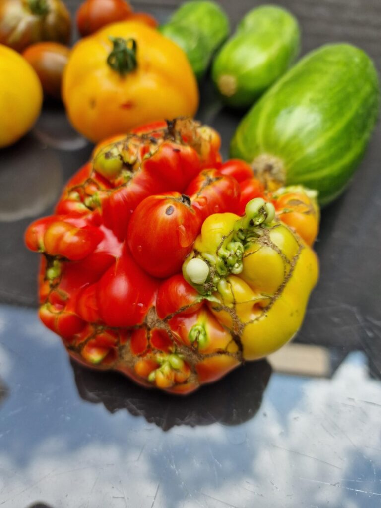 I accidentally grew this interesting tomato
