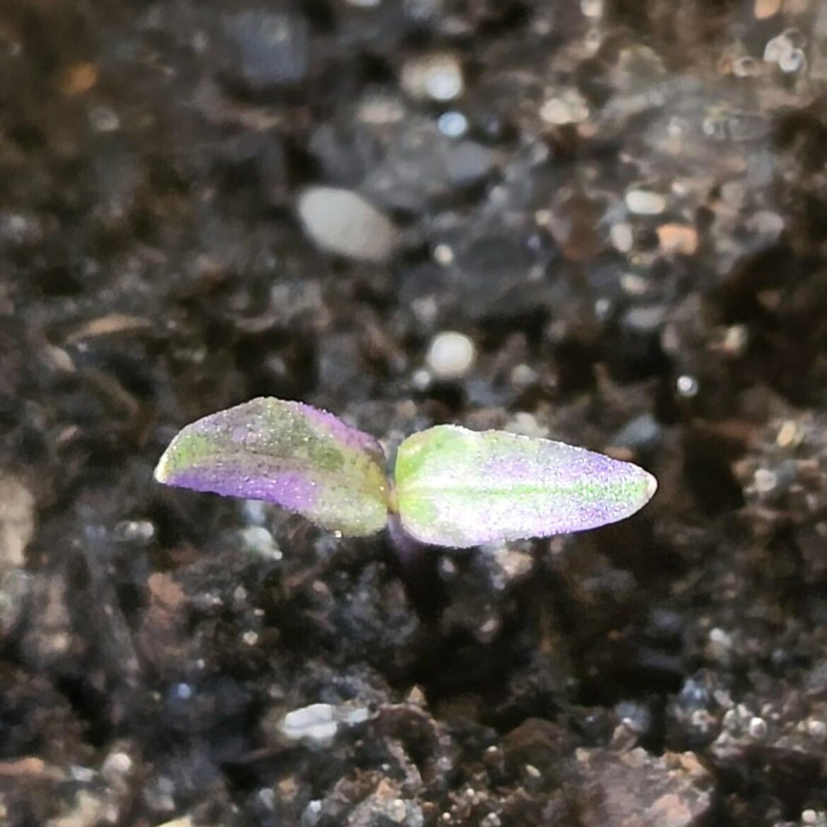 After 1000s of seeds germinated I finally have a purple varigated pop up of my Scarletts Comet
