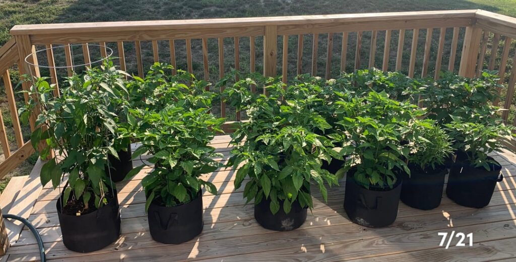 we have pods! (zone 6b)