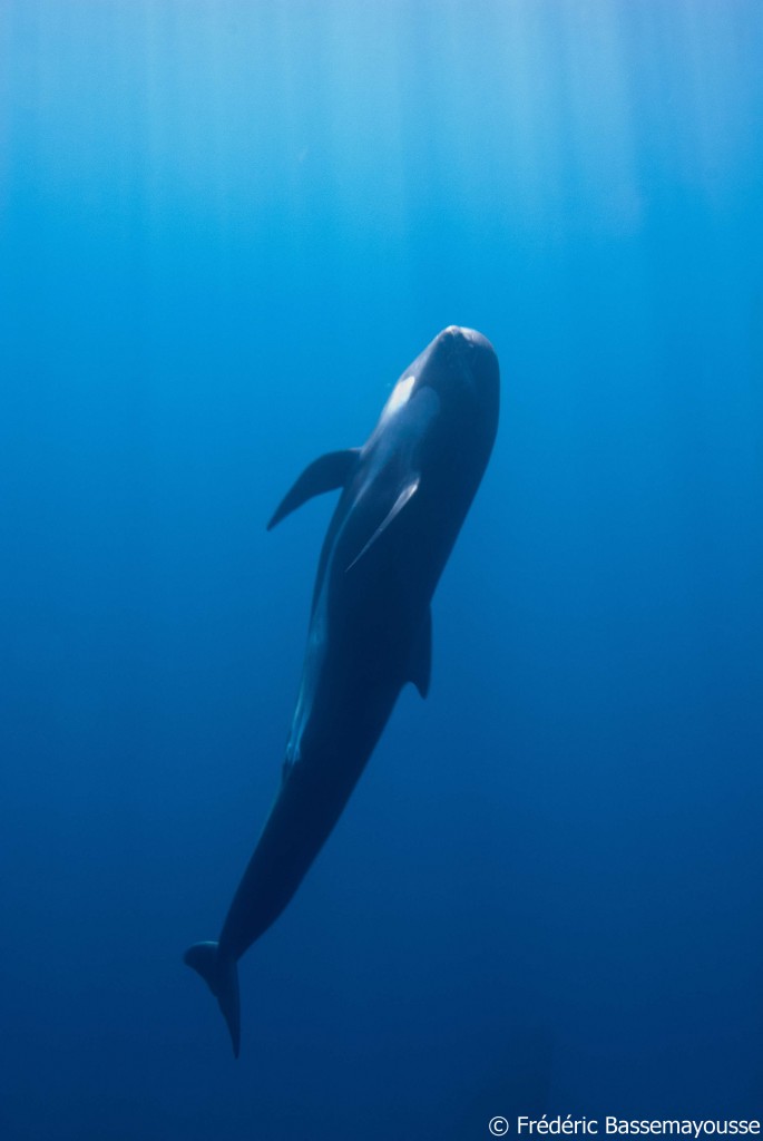 A Long-Finned pilot whale, globicephala melas. This whale is a social, deep diver with a bulbous head and more brain cells than a human. Its dark grey coloring on top is complimented by a lighter underside - often appearing in the shape of a heart. In the Mediterranean Sea, these whales contain levels of PCBs in their fat stores that are 95 times higher than that of the same animal off the coast of Tasmania, researchers have found. Photo by F. Bassemayousse