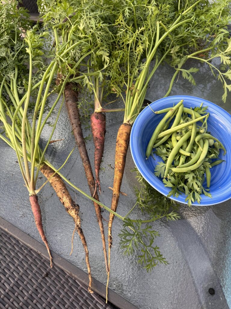 My first carrots