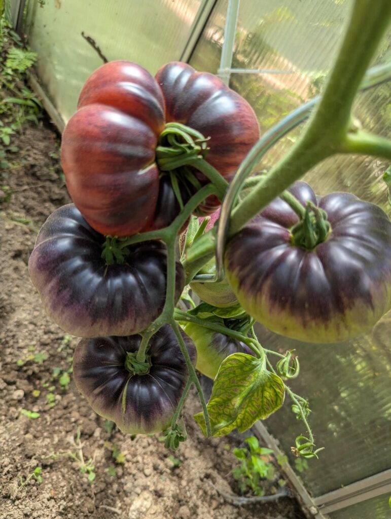 Update Marmande blue