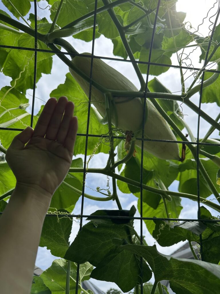 Candy roasters are taking over my trellis