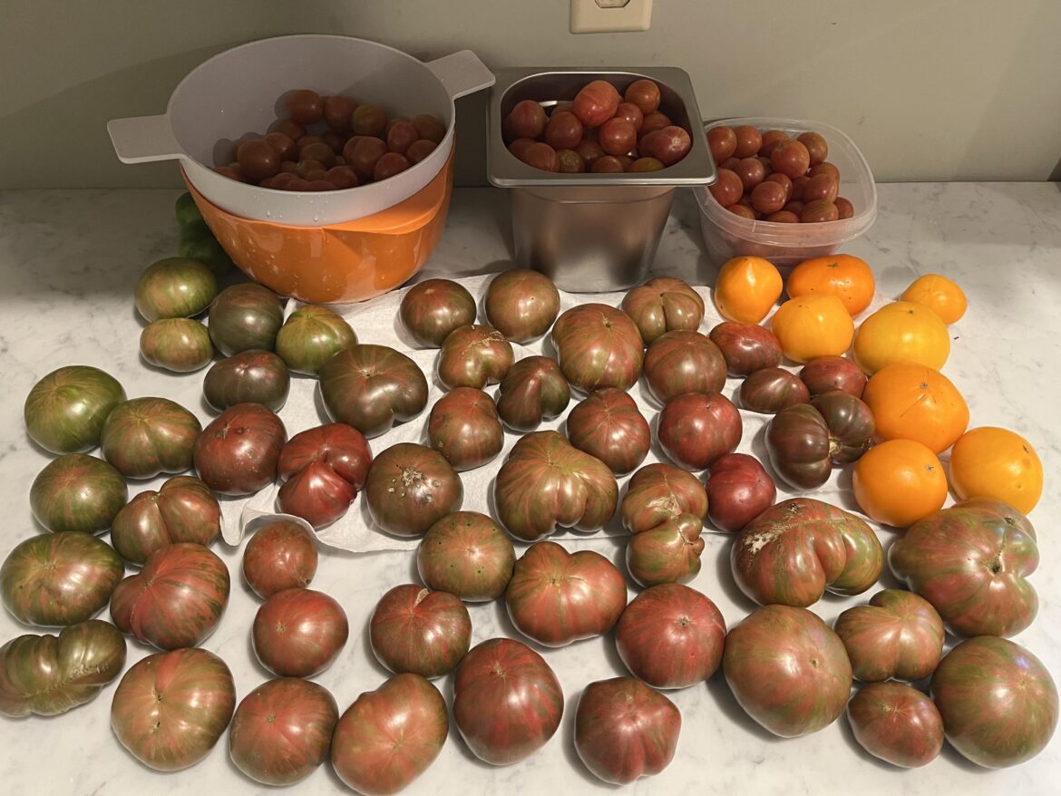 Current situation! 🍅🤓