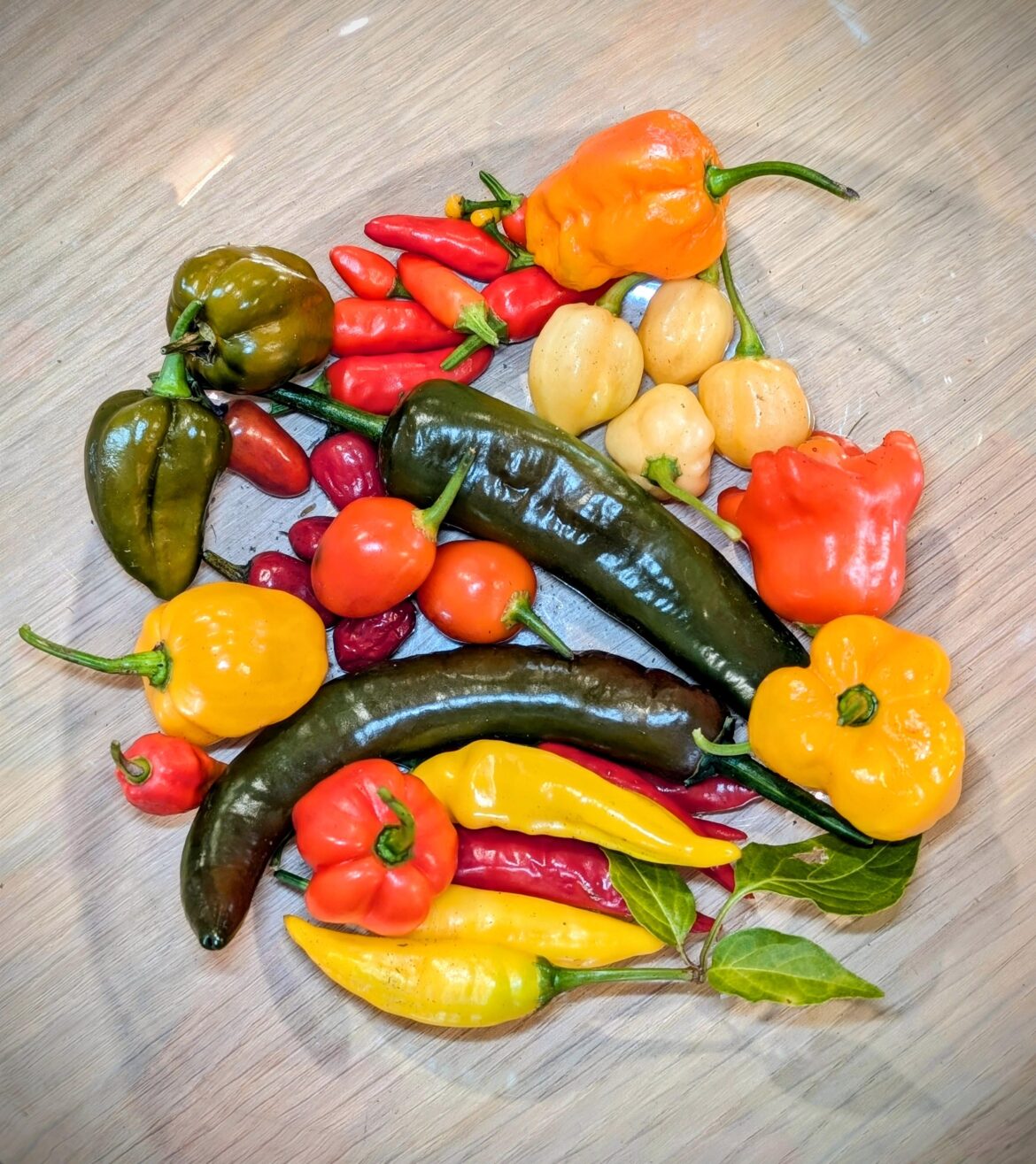 🍽 Taste the rainbow… At your own risk 😈. From fruity to fiery — this is what chilli dreams (or nightmares) are made of.