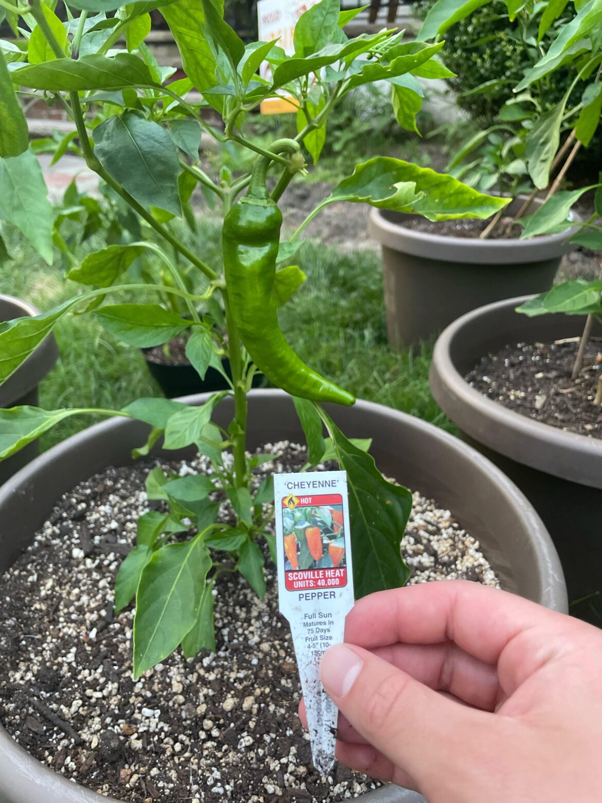 What pepper is this and is it ready to pick?