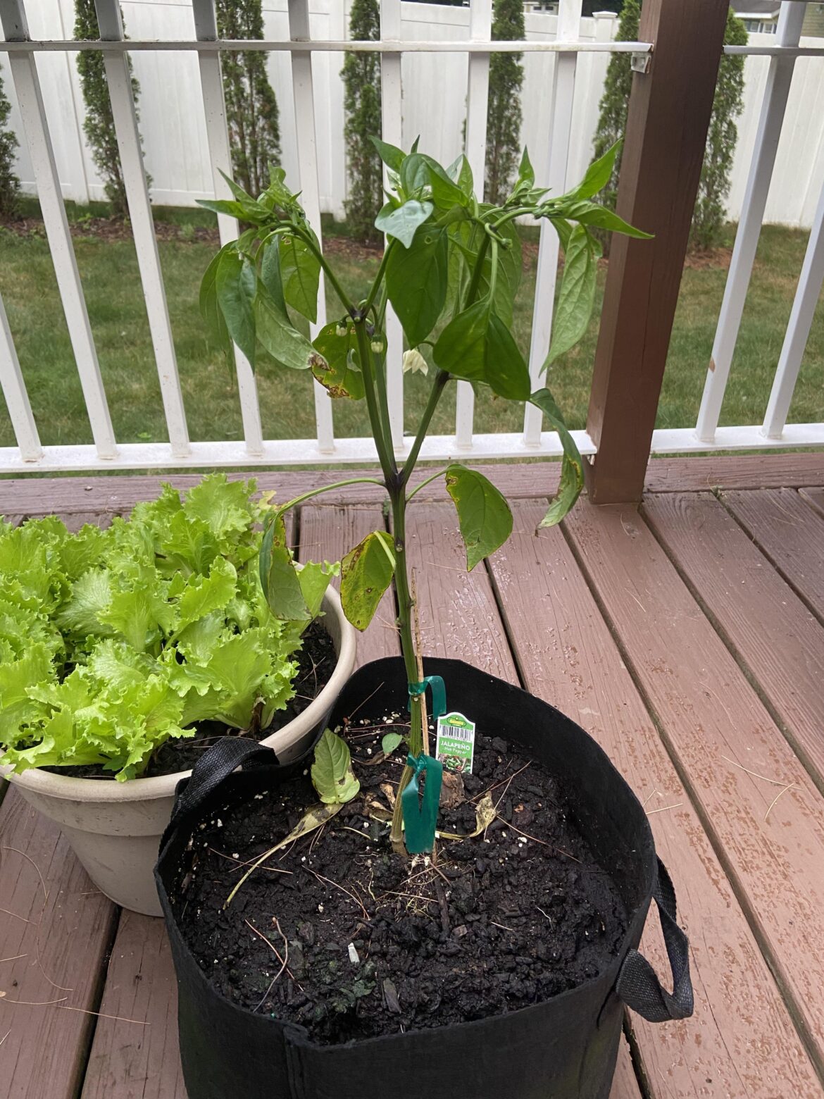 Anything noticeably wrong with this jalapeño pepper?