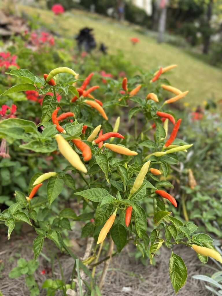 Look at this piri piri. So I found it on Madeira Island, Portugal