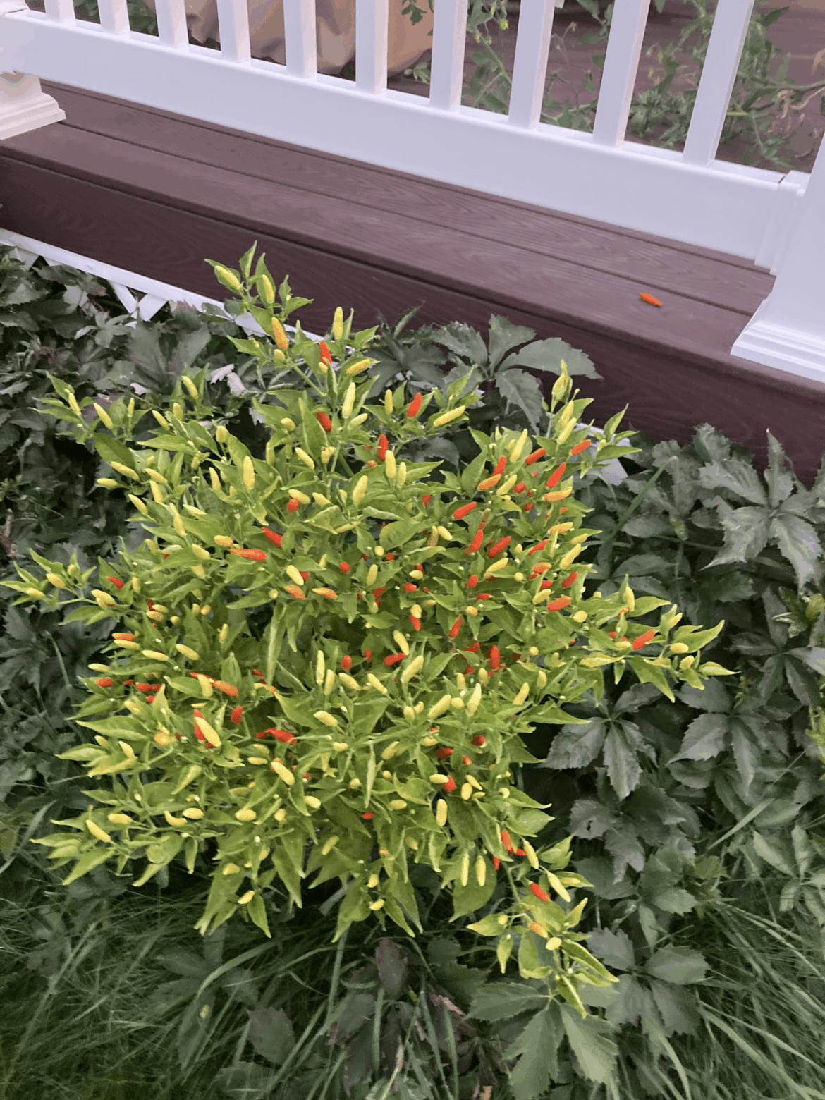 Tabasco peppers are coming in nicely! Tabasco peppers are coming in nicely!