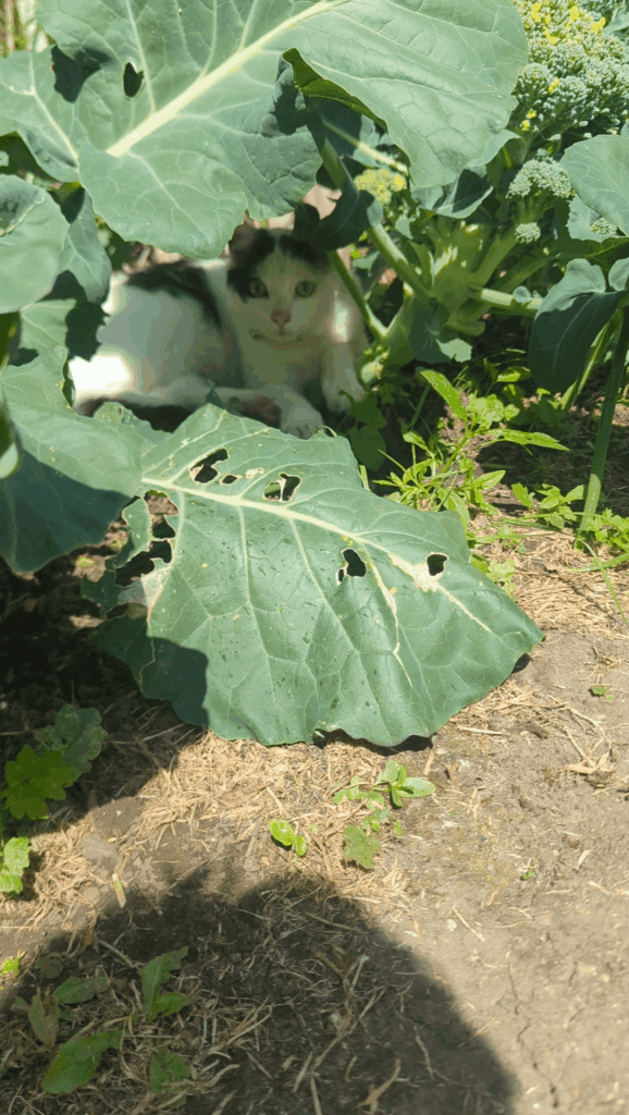 Is this what's been eating my broccoli?