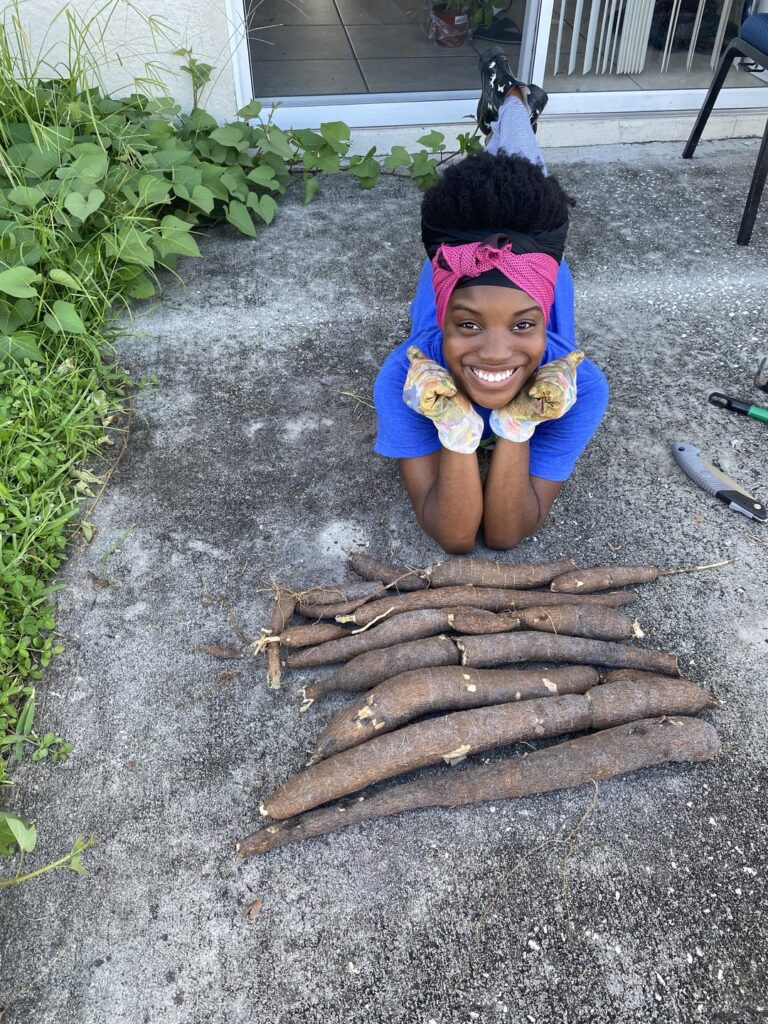 I Got A Substantial Cassava Harvest The Same Day As My Purple Sweet Potato Harvest (Last Photo Shows Comparison)