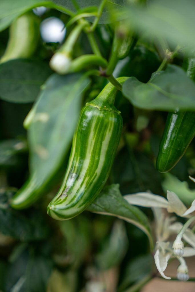 Variegated Jalapeno (Mattapeno)