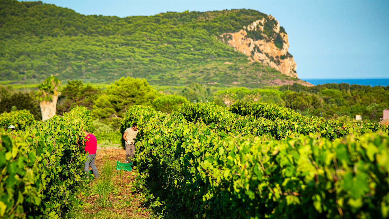 The vineyard at Podere Guardia Grande on Sardinia