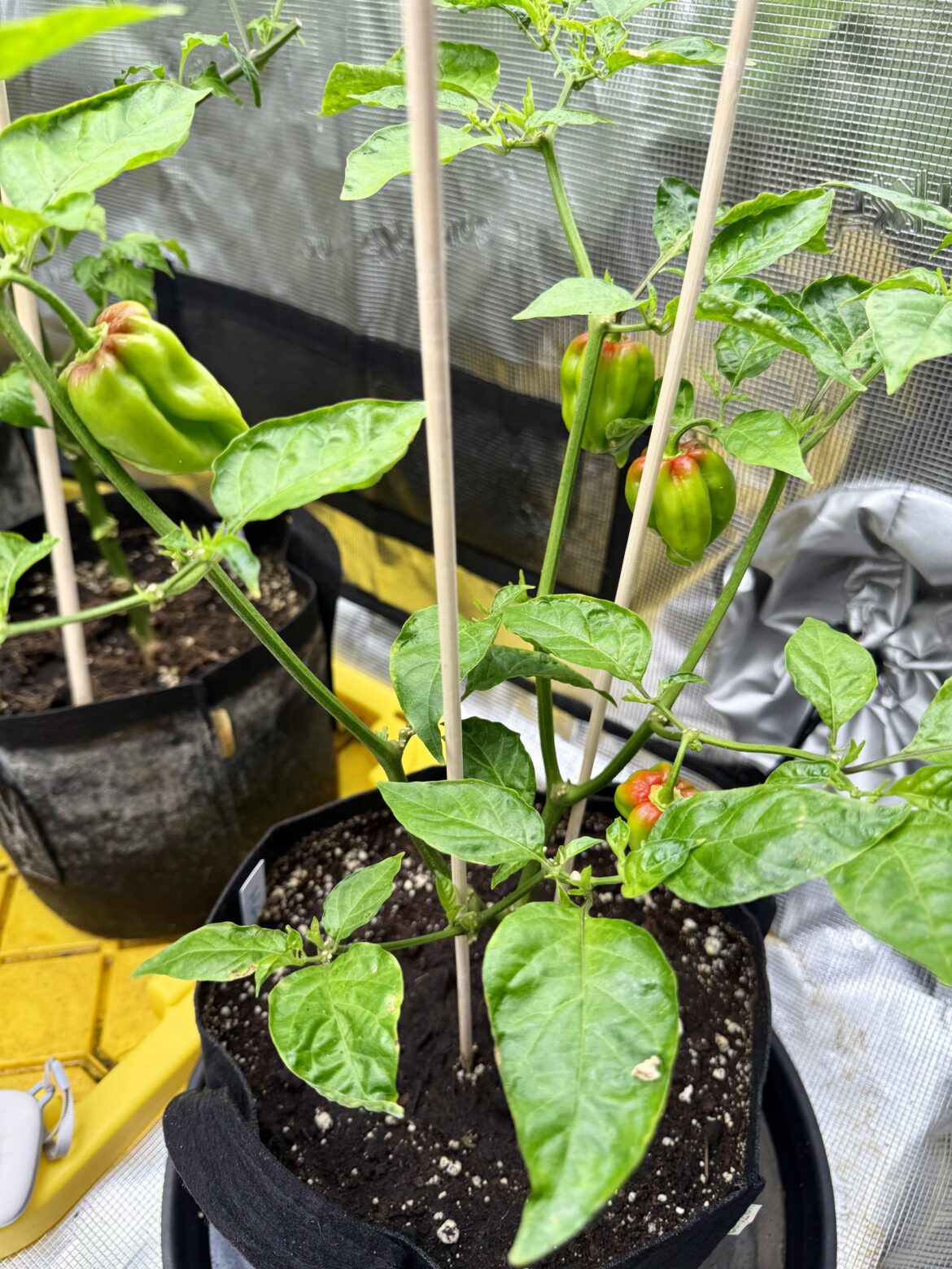 (OC) Like little parakeets in a tree.    Habaneros.