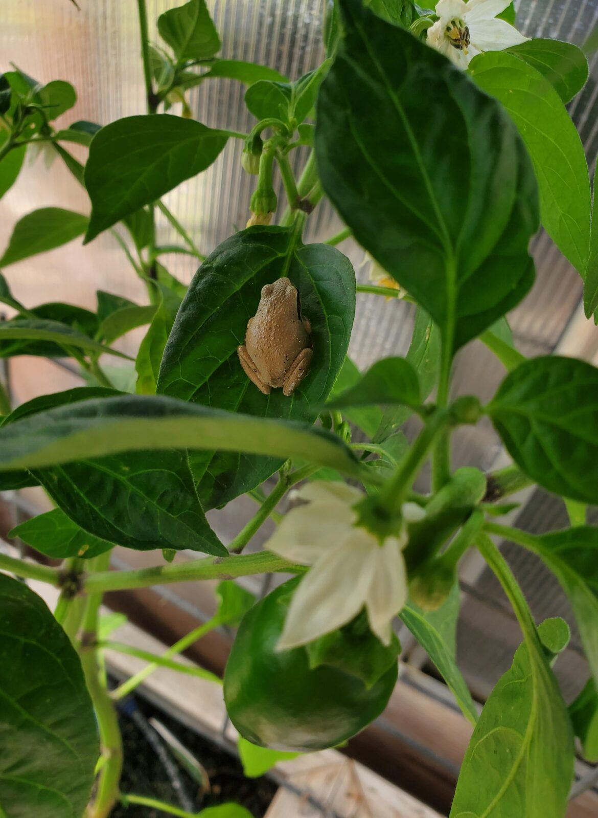 Little friend on aphid patrol