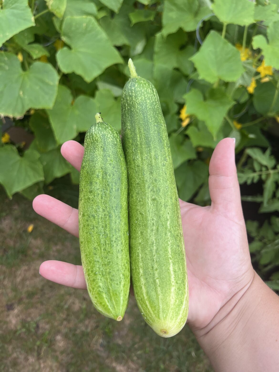 First time gardener and first harvest!!