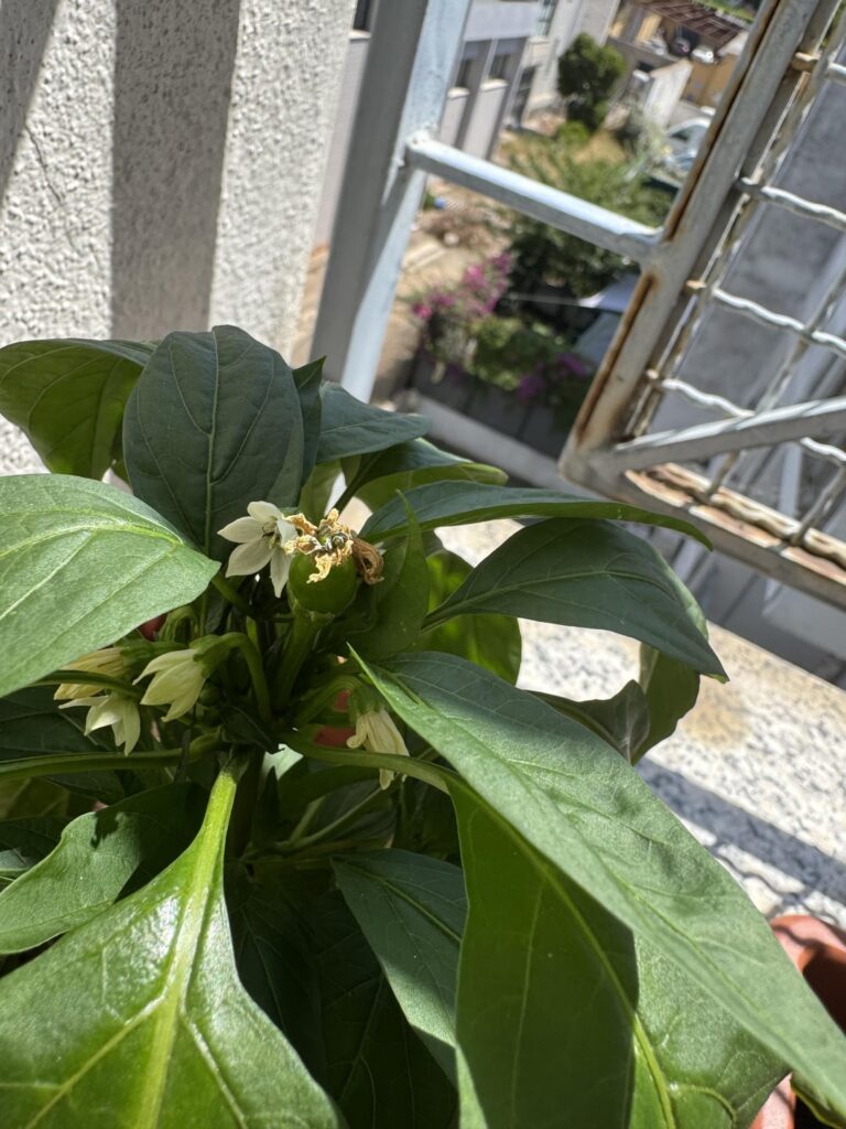 Update somehow Update somehow