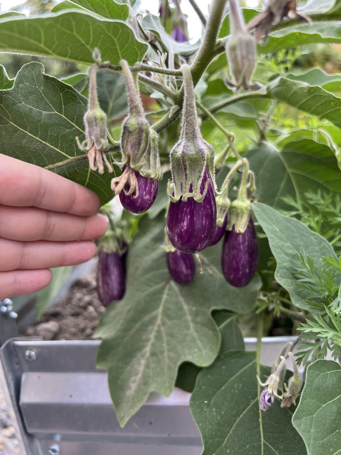 Fairy tale eggplant are by far my new favorite—had no clue they’d be this small and pretty.