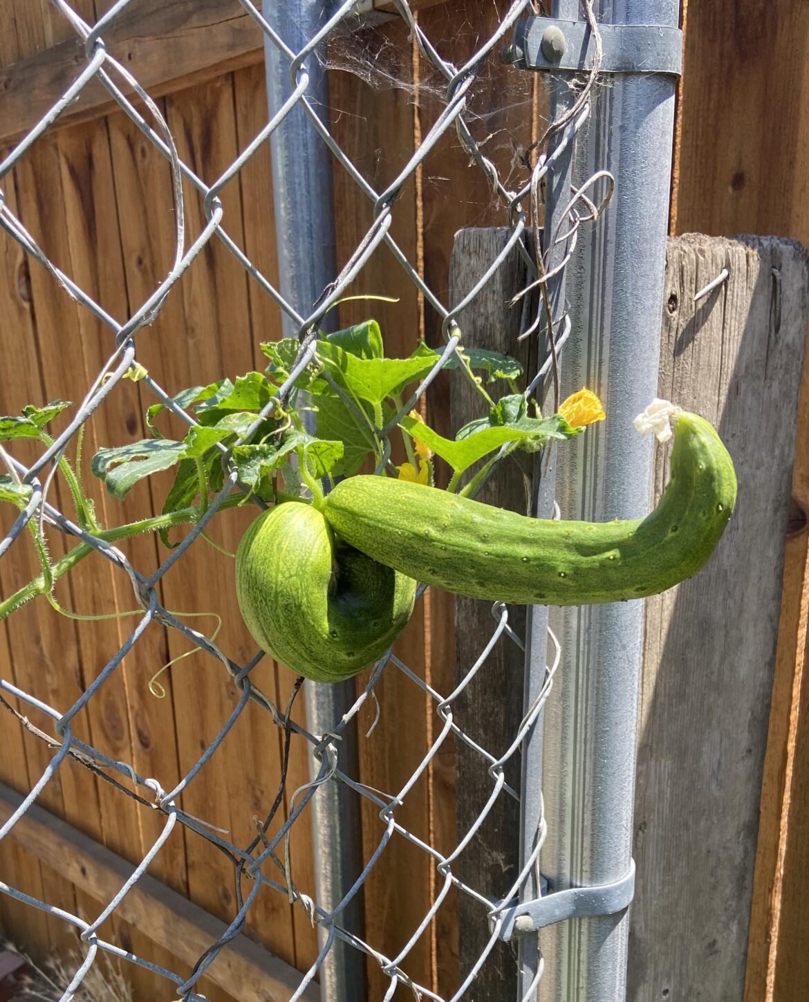 My cucumber plant wants some attention I guess.