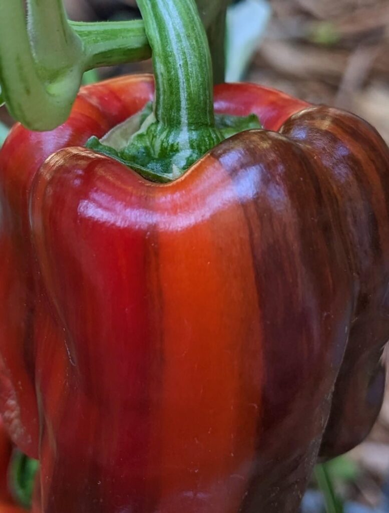 She is now in my ziti but had to save a pic for posterity.