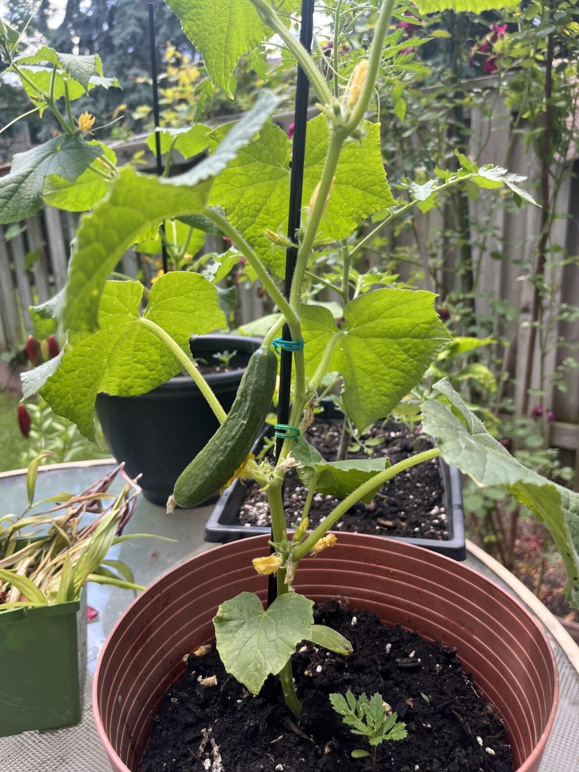 My first cucumber!