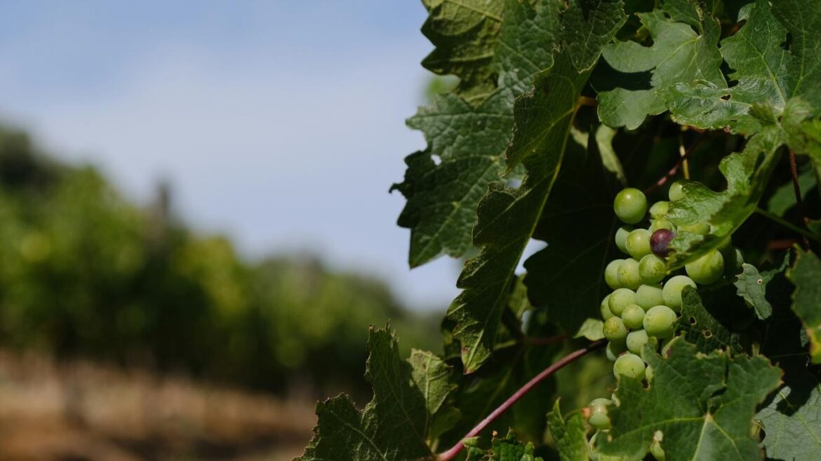 Rethinking the SA wine tourism experience