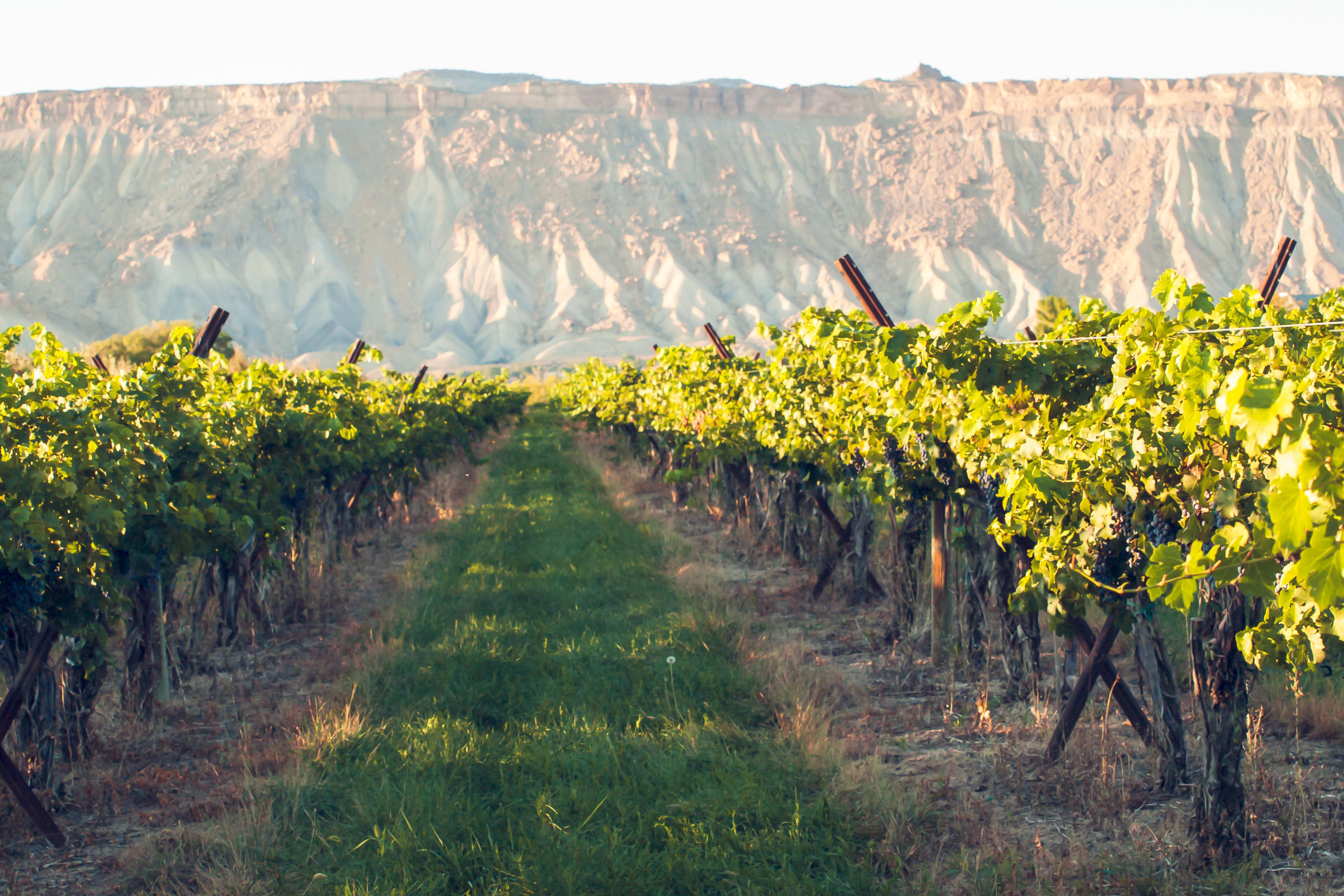 Red grapes ready to be harvested at a vineyard in Palisade, Colorado.