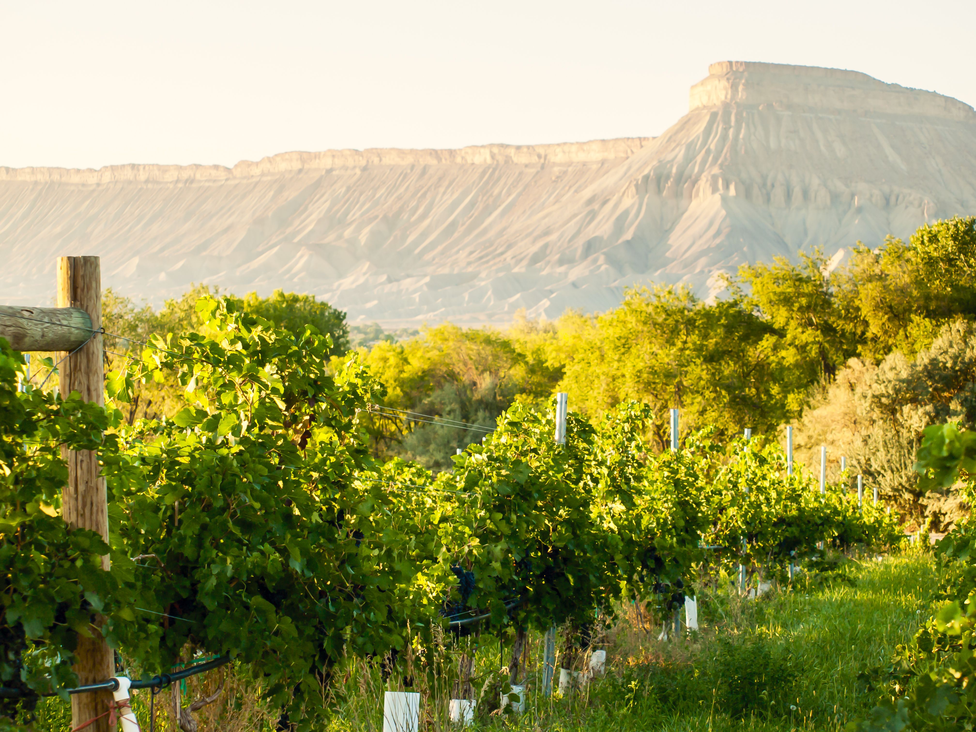 Vineyard ready for harvest in Palisade, Colorado