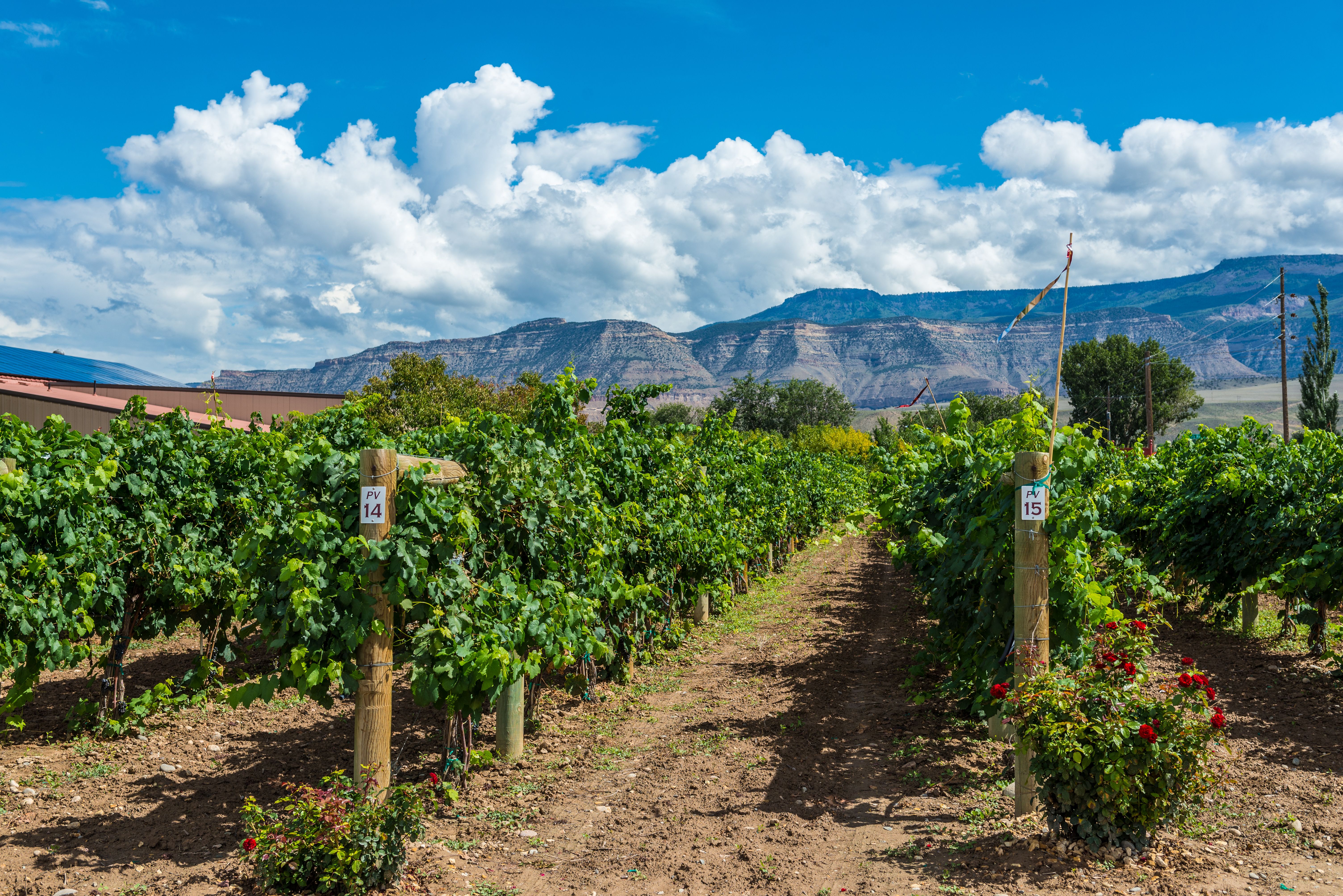 Palisades Colorado vineyard view of grape vines in front of Book Cliffs