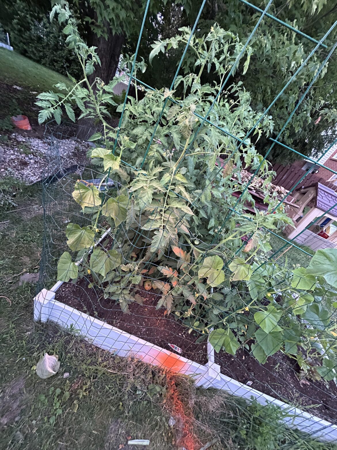 Contractors sprayed paint all over my veggie garden